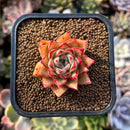 plants62.jpeg