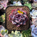 plants63.jpeg