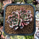 plants65.jpeg