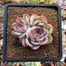 plants66.jpeg