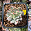 plants67.jpeg