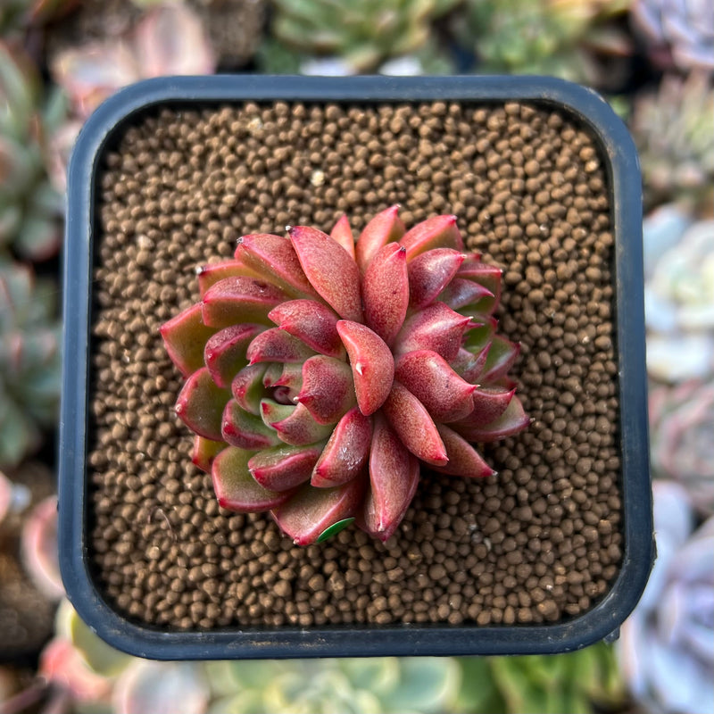 eye succulent Echeveria 'Red Eye' 1
