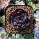 plants70.jpeg