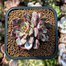 plants72.jpeg