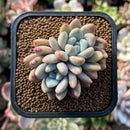 plants75.jpeg