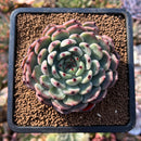 plants76.jpeg