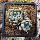 plants77.jpeg