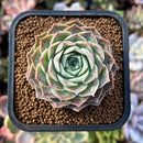 plants7.jpeg