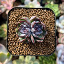 plants80.jpeg
