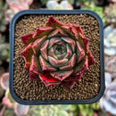 plants82.jpeg
