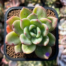 plants83.jpeg