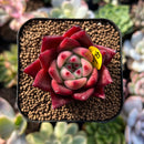 plants85.jpeg