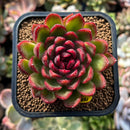plants86.jpeg