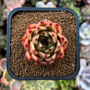 plants87.jpeg