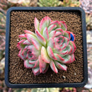 plants88.jpeg