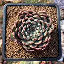 plants89.jpeg