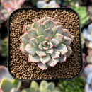 plants90.jpeg