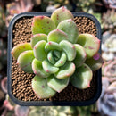 plants91.jpeg