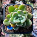 plants92.jpeg