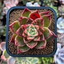 plants93.jpeg