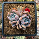 plants94.jpeg