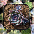 plants96.jpeg