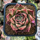 plants97.jpeg