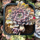 plants98.jpeg