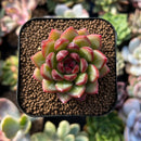 plants9.jpeg