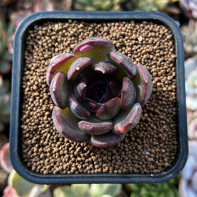 black market succulents Echeveria 'Black Top' 1" Succulent Plant