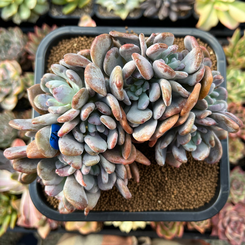 cinderella succulent Echeveria 'Cinderella' 5" Succulent Plant – True Succulents Plant Co