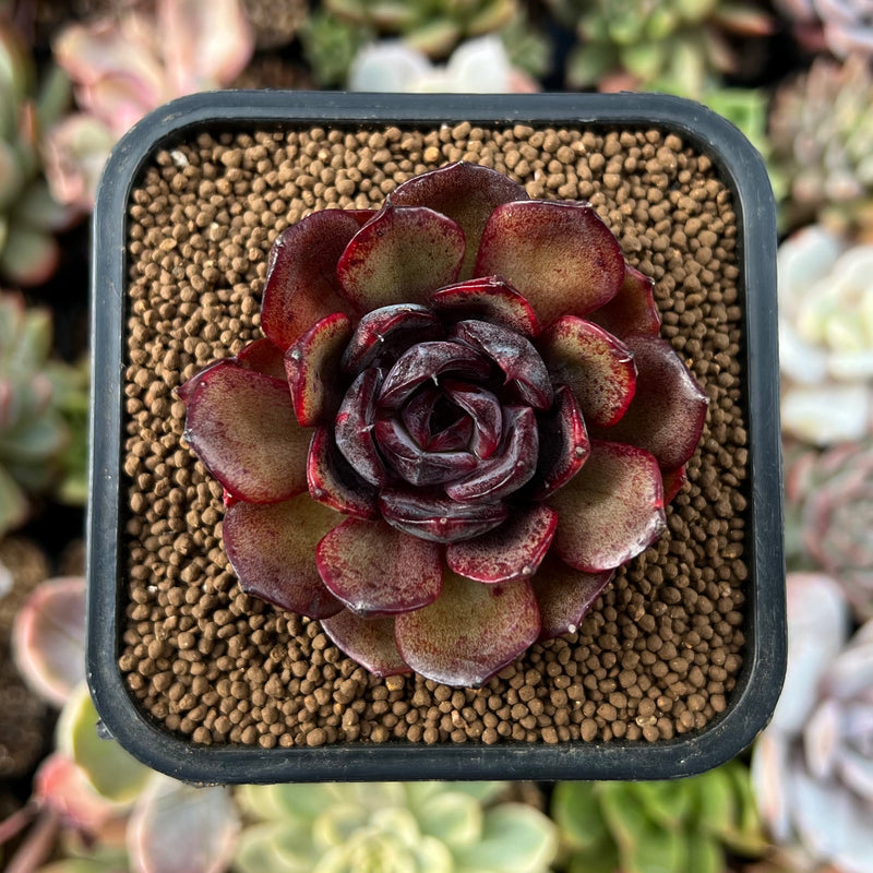 black succulents Echeveria 'Black Tan' 1