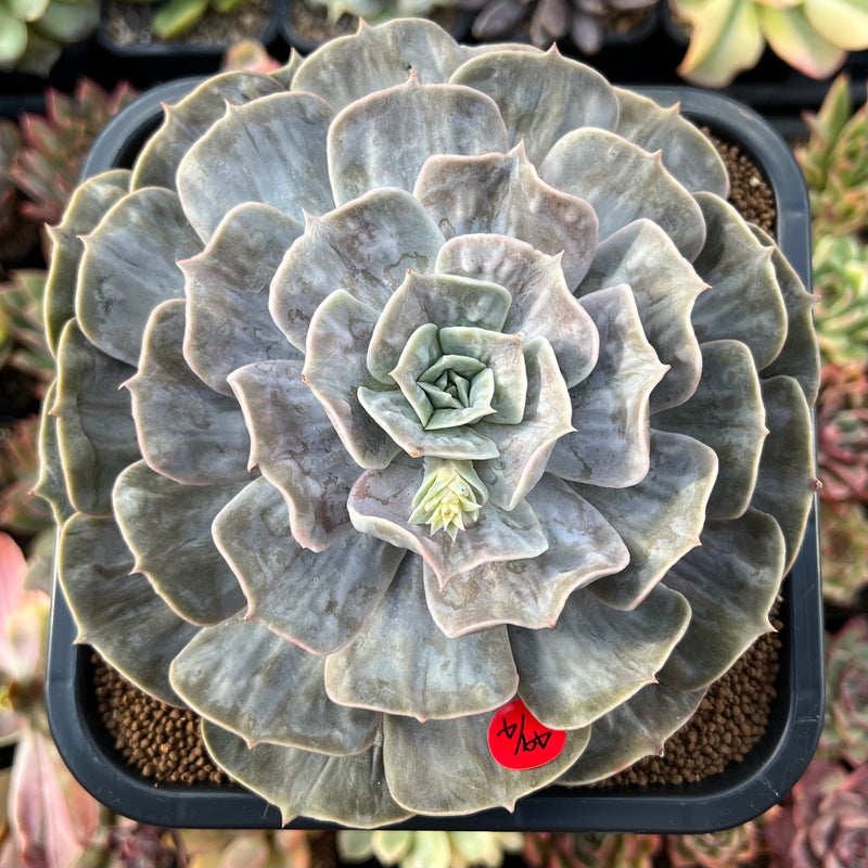 pollux succulent Echeveria 'Pollux' Variegated 4"-5" Succulent Plant