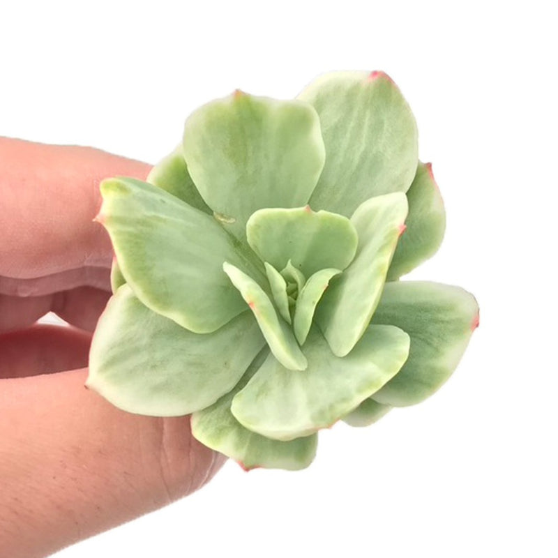 peach pride succulent Echeveria 'Peach Pride' Variegated 2" Succulent Plant – True Succulents Plant Co
