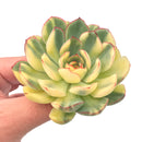 Echeveria ‘Pulidonis’ Variegated 3"-4” Rare Succulent Plant