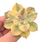 Graptoveria 'Purple Delight' Variegated 2-3” Rare Succulent Plant