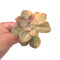 Graptoveria 'Purple Delight' Variegated 2-3” Rare Succulent Plant