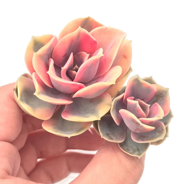 double headed succulent Echeveria 'Rainbow' Variegated Double Head 2"-3" Succulent Plant – True Succulents Plant Co