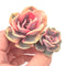 Echeveria 'Rainbow' Variegated Double Head 2"-3" Succulent Plant