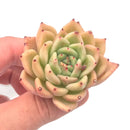 Echeveria Agavoides 'Rajoya' Small 1"-2" Succulent Plant