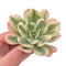 Echeveria Secunda Variegated 3” Rare Succulent Plant