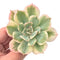 Echeveria 'Secunda' Variegated 3"-4" Rare Succulent Plant