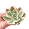 Echeveria Secunda Variegated Large Specimen 4” Rare Succulent Plant