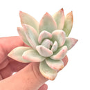 Pachyveria 'Simonoasa' Variegated 2" Rare Succulent Plant