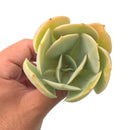 Echeveria 'Smile Ball' 4" Rare Succulent Plant