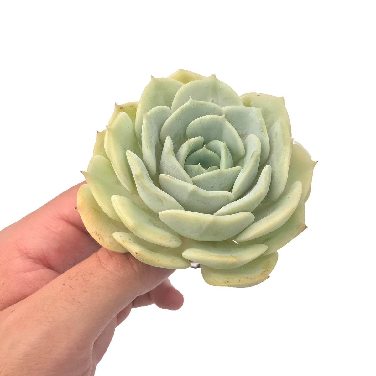 Echeveria sp. 3" Rare Succulent Plant