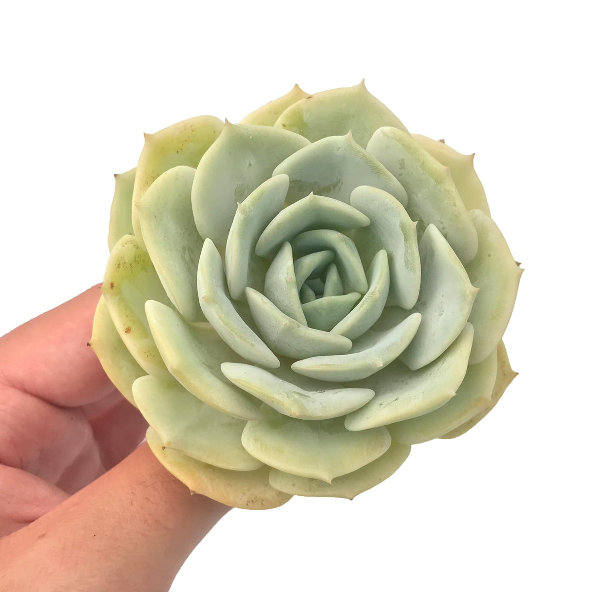 Echeveria sp. 3" Rare Succulent Plant