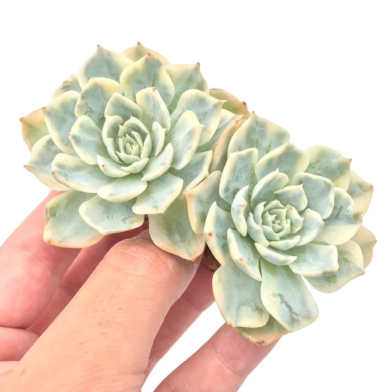 succulent sub Echeveria 'Subsessilis' Variegated 3" Rare Succulent Plant – True Succulents Plant Co