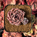 succulenty106.jpeg
