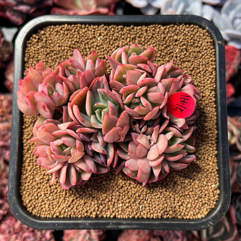 Echeveria 'Luella' Crested 3
